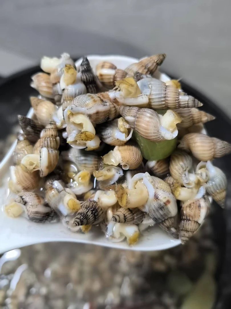 盘锦福利规格海锥儿海螺丝海瓜子超实惠顺丰鲜活发货