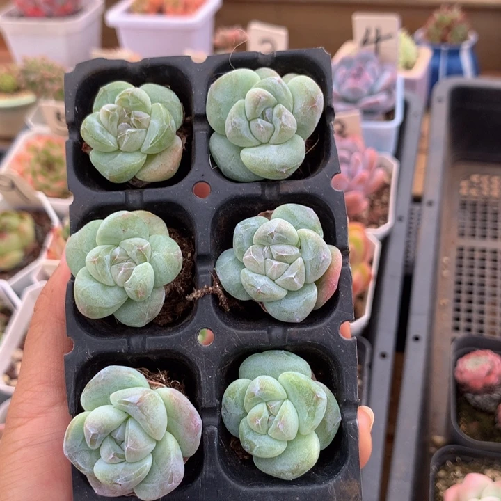 绿胖子冰玉组合6颗