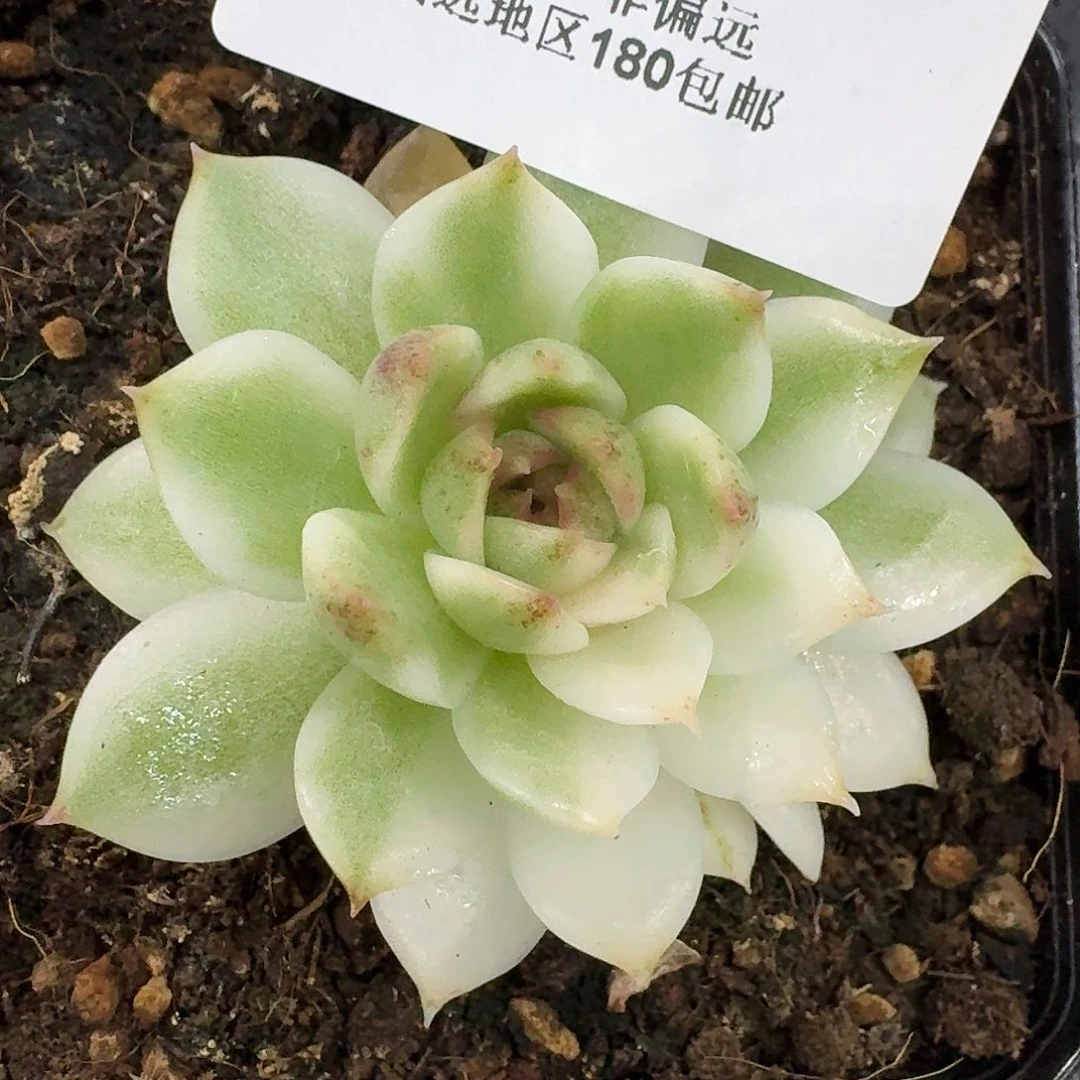 黑水晶锦清货不寄养393