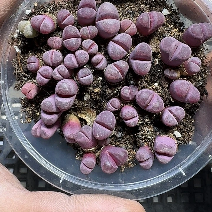 351 多肉植物多肉植物