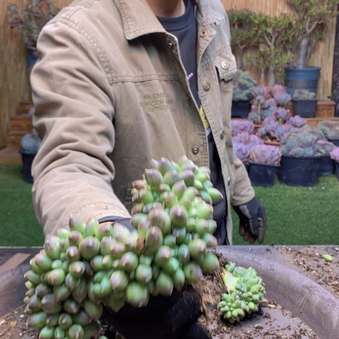 悟187 号千代田缀化多肉