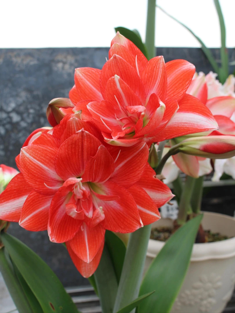 （梦华）包对版朱顶红种球重瓣自然球福利（送肥料）