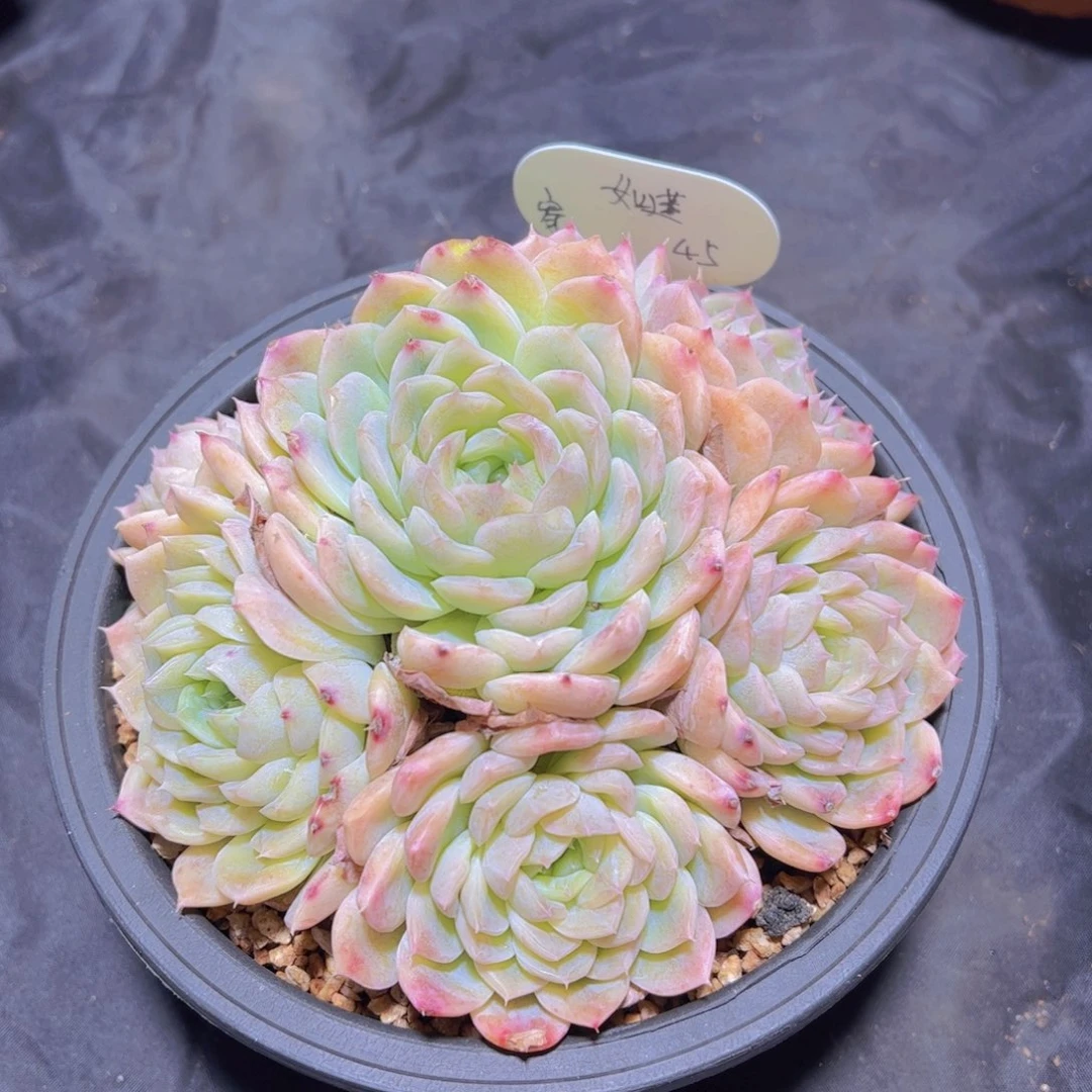 ᥫ****多肉植物，多肉植物