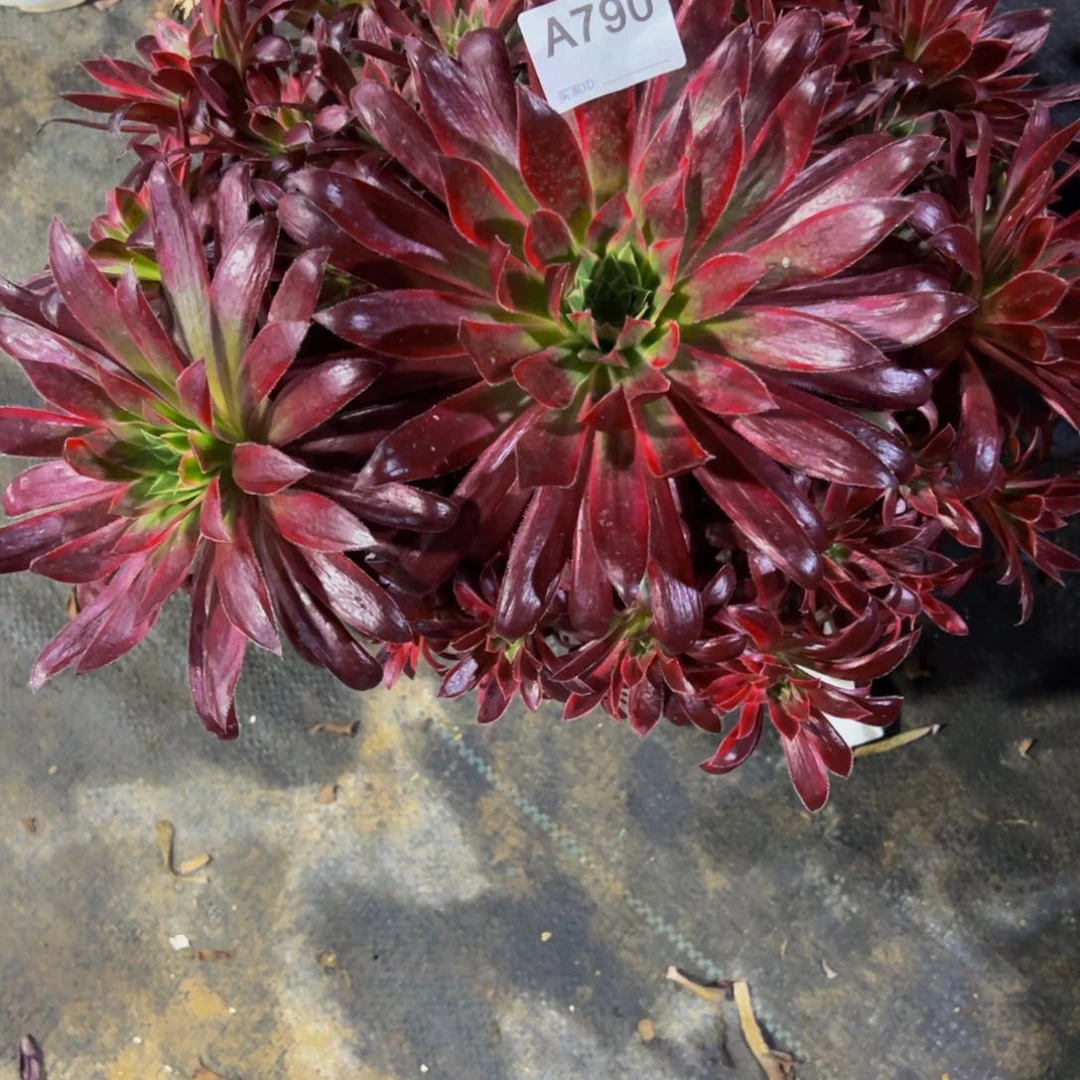 孔雀多肉植物790