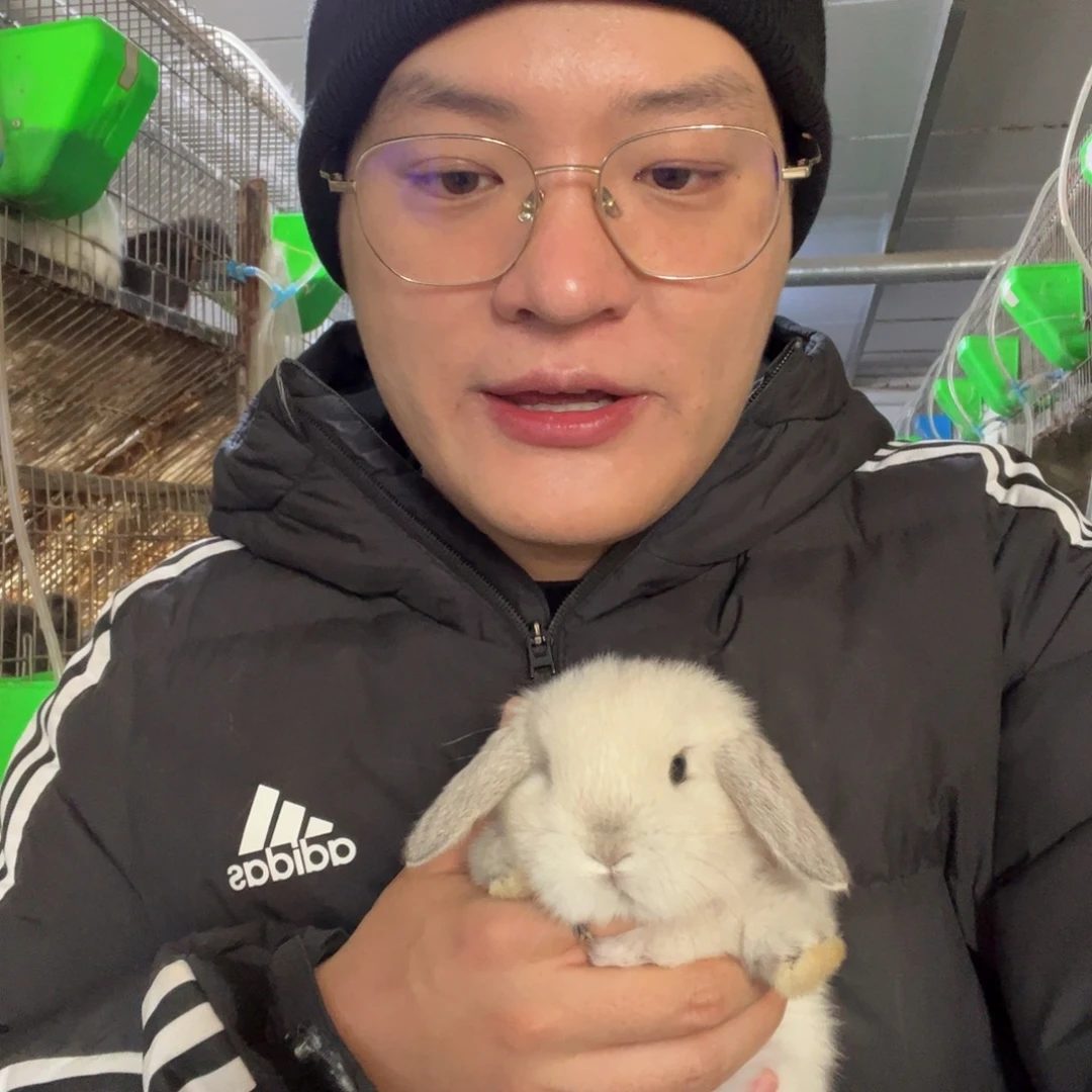 双血统英系安哥拉兔