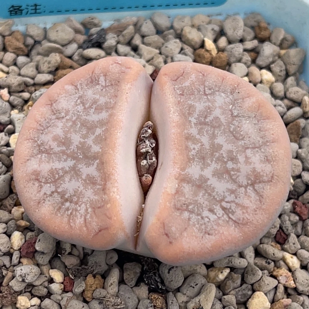 9159粉色雪岚一颗服盆4.0