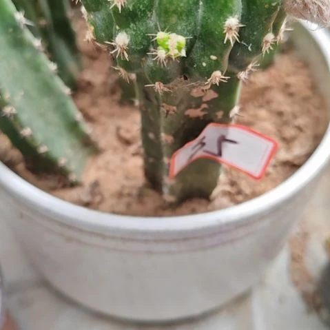 冰美人新品丽花秀普嫁接特35