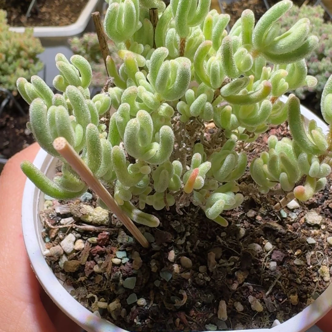 橙叶锦枝干番杏五彩003