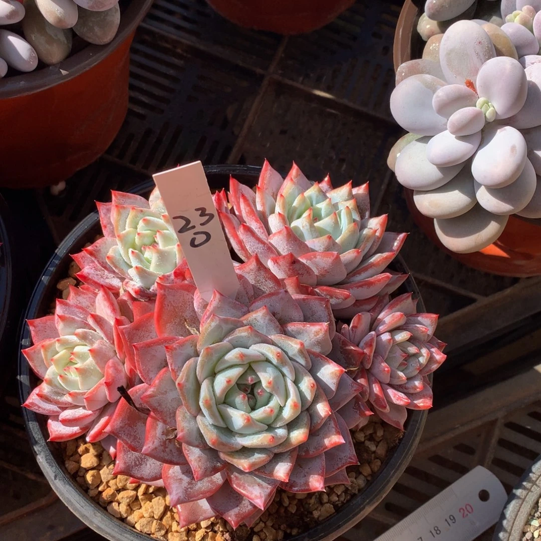 粉蓝鸟7272727227272