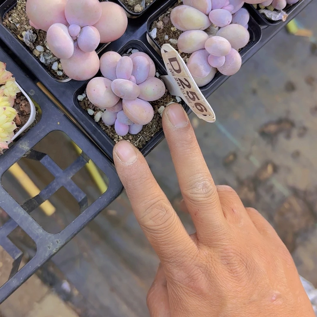 D256水光针一物一拍