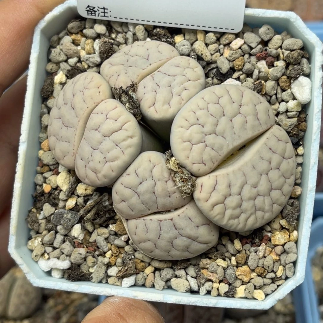 1866四头荒玉373母本