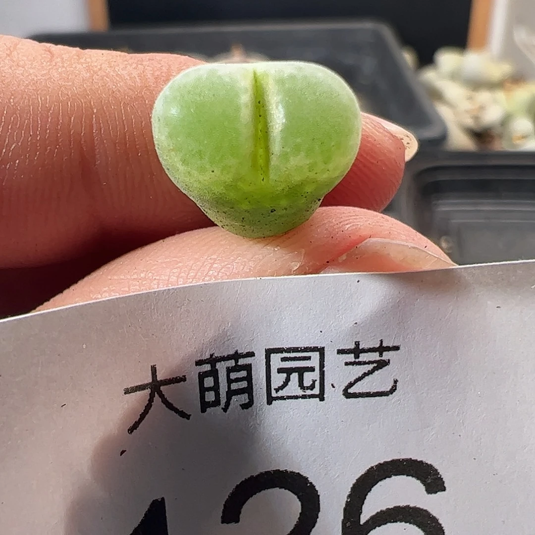 一物一拍。莉迪亚小雀斑126