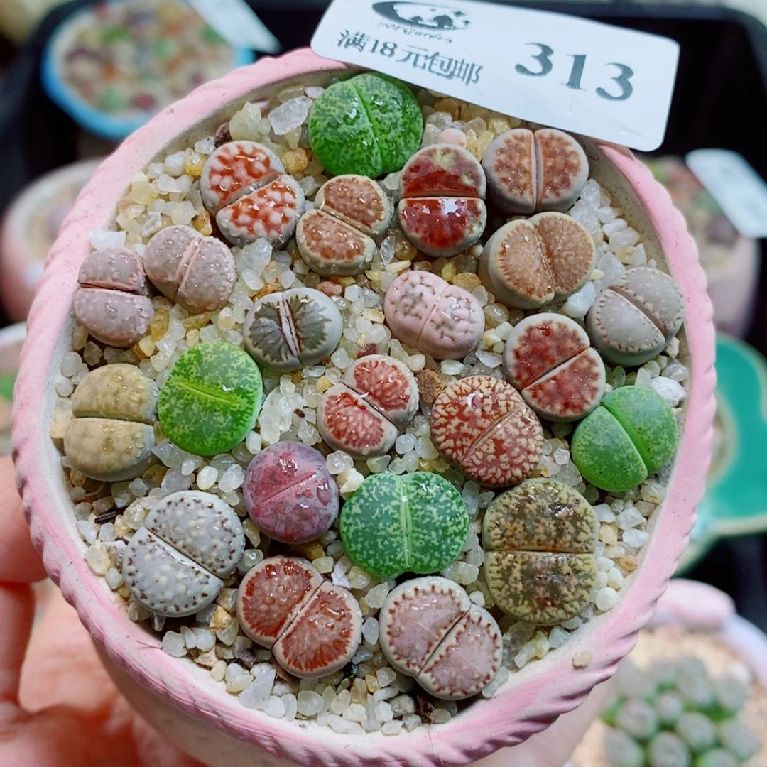 生石花花花花开了313