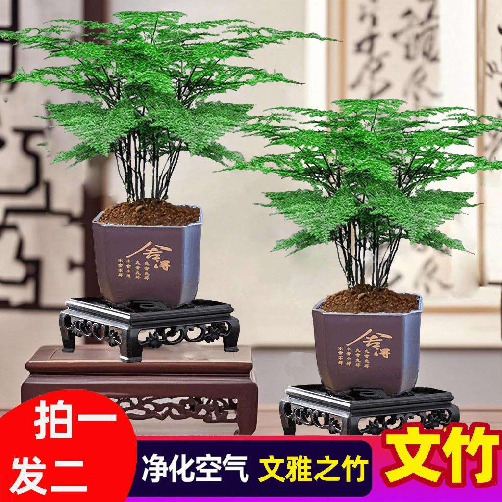 【拍一发二】文竹盆栽植物室内净化空气桌面美观盆栽