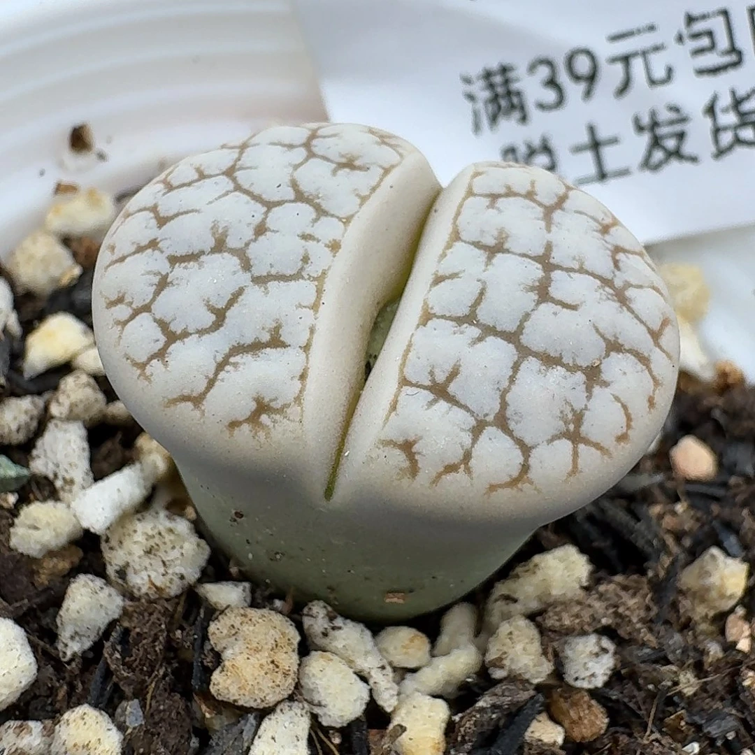 803点哈哈哈哈哈宝贝