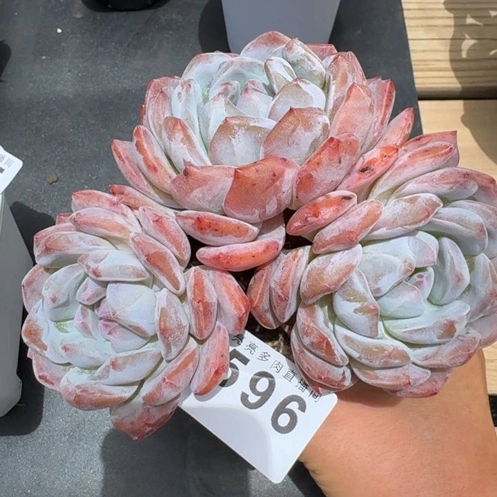 韩橙子            多肉植物