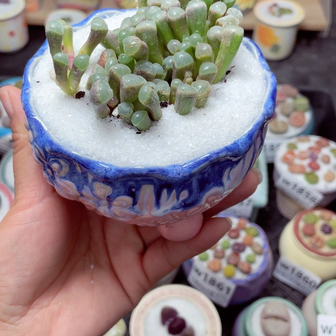 w1869 带盆土发货-零下地区拍保温箱