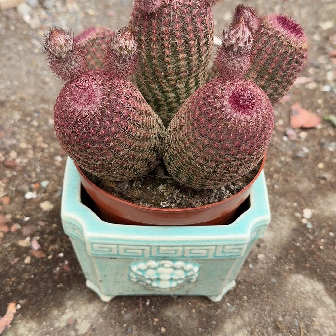 红太阳带盆炖藕植物