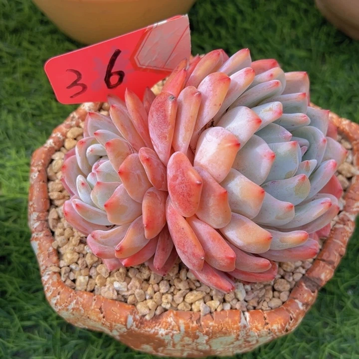 健健康康平平安安