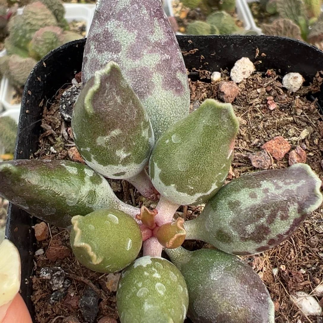 紫色墨点斑海豹多肉植物水泡