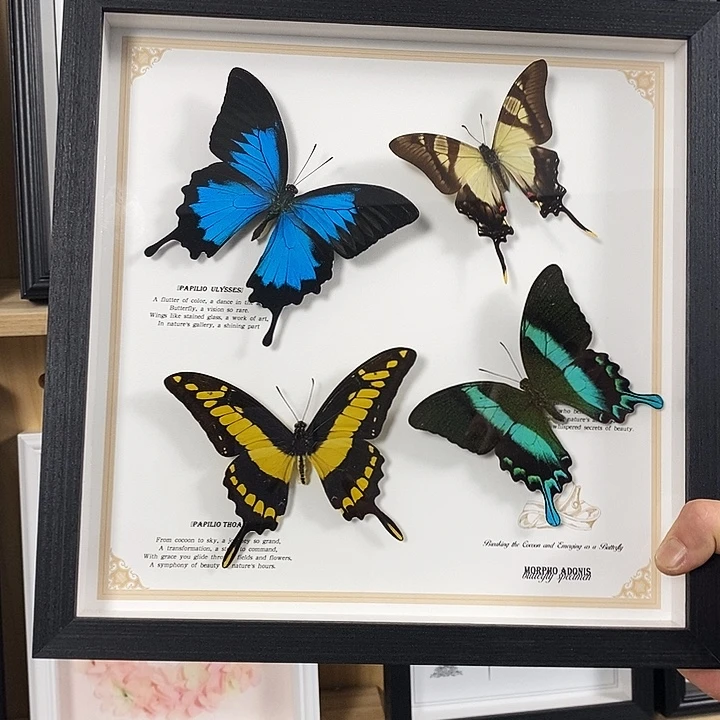 @***@珐琅铁合金三木老师四凤组合