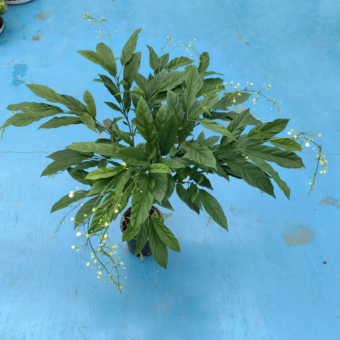 垂丝茉莉花卉室内客厅阳台好养观赏盆栽