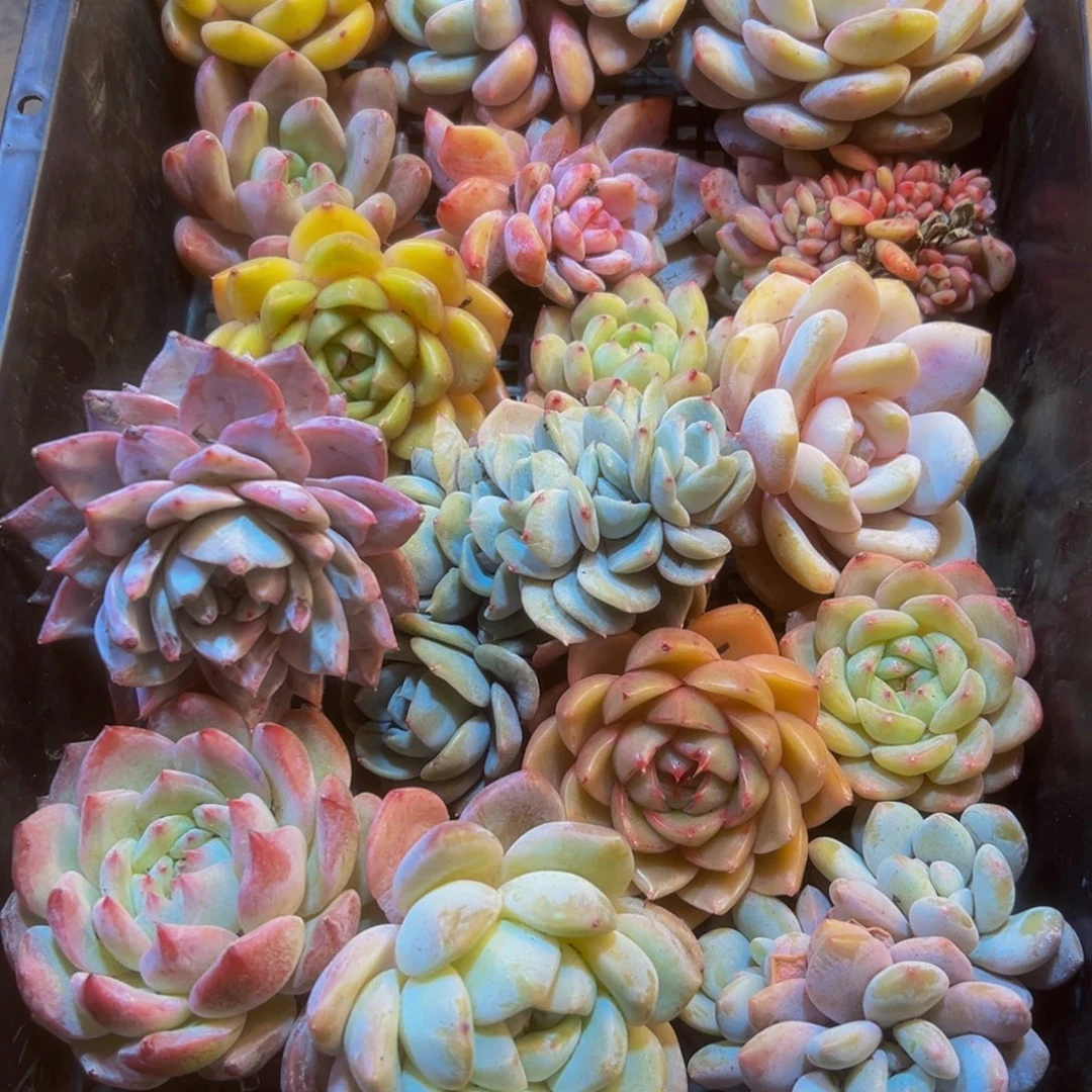 624多肉葡萄领导人物库资料