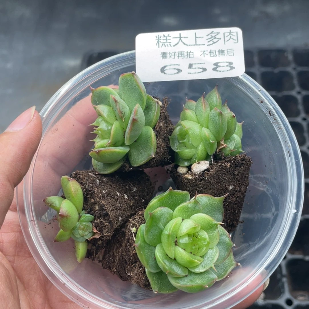 糕大上多肉植物658