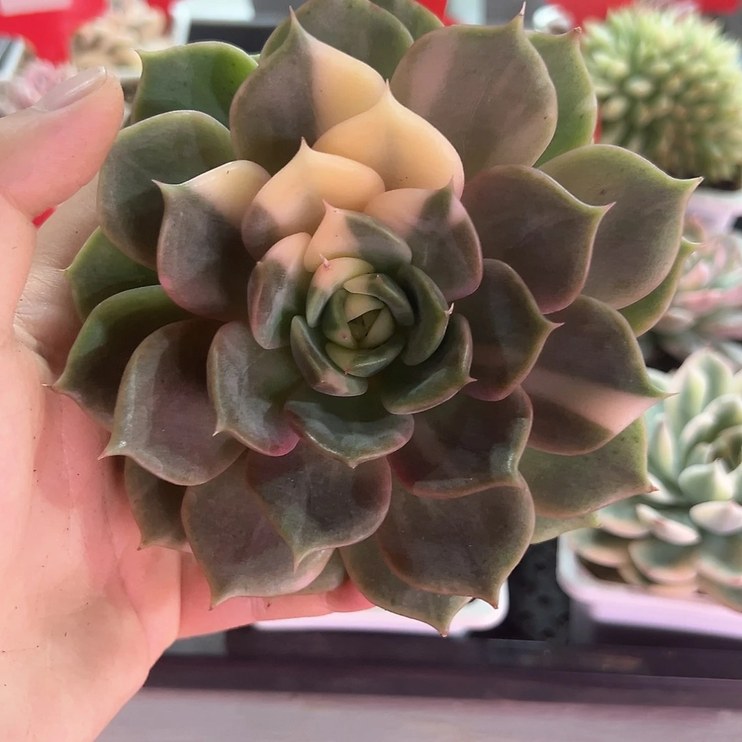 46号贝加尔湖锦多肉植物