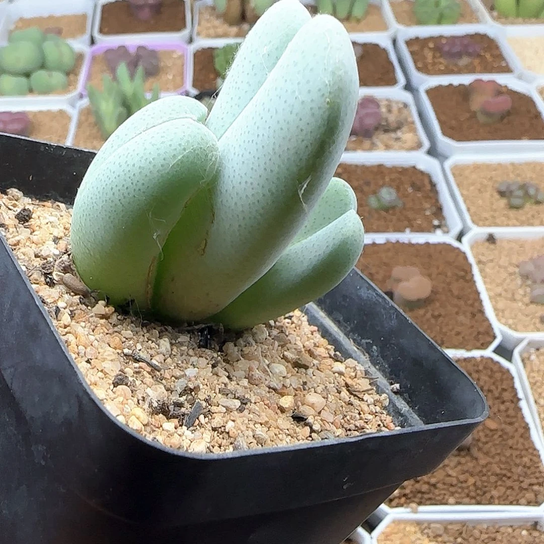 神风玉。         42056