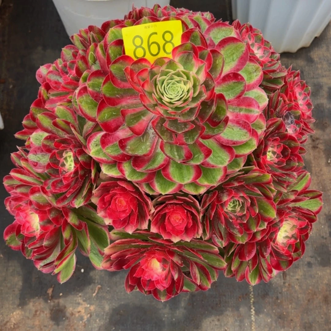 哈哈多肉葡萄福利来868