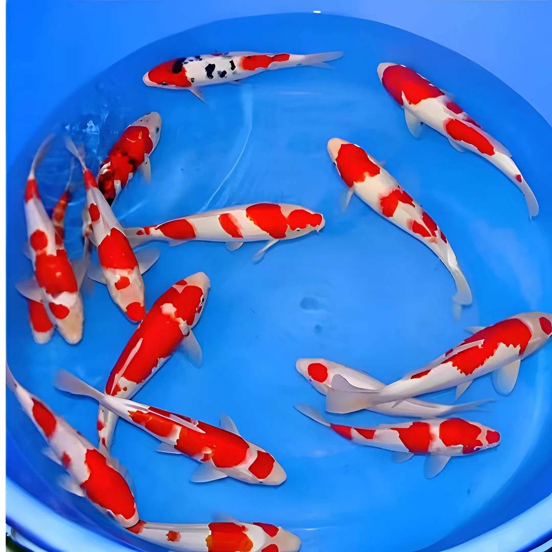 精品红白锦鲤观赏鱼小鱼白云蝴蝶淡水鱼庭院池鱼缸火焰活体