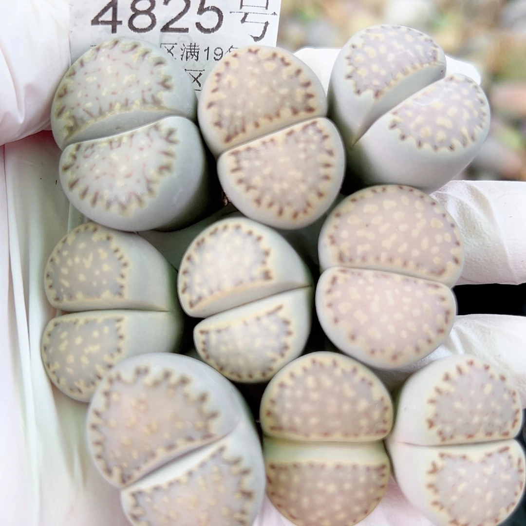 4825五年超极大饼干2-2.5cm