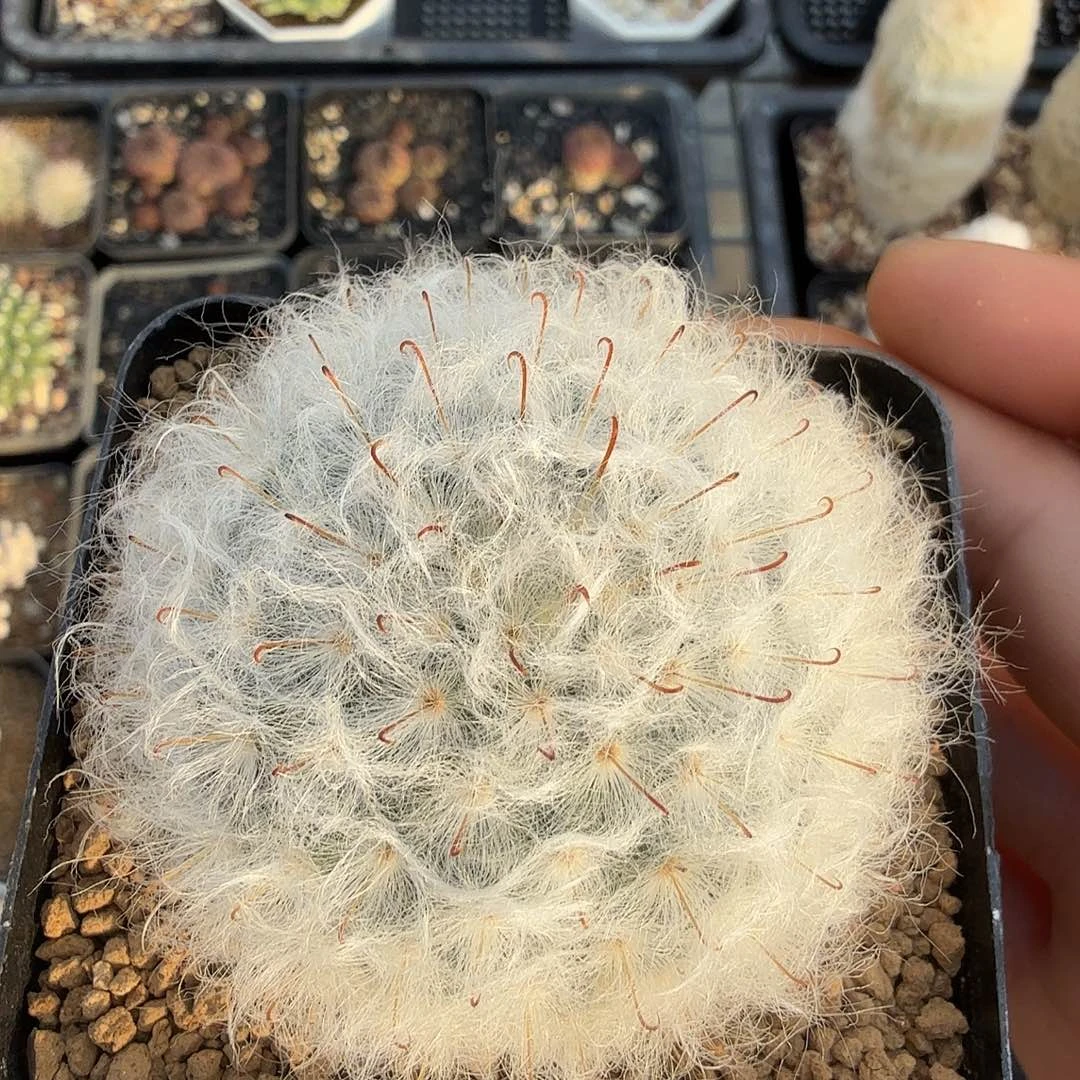 实生白云高砂脱土发货