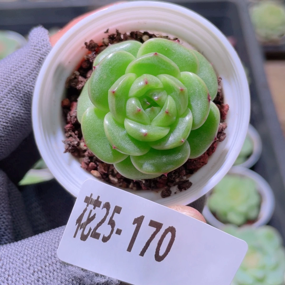 花利美25-170珍妮