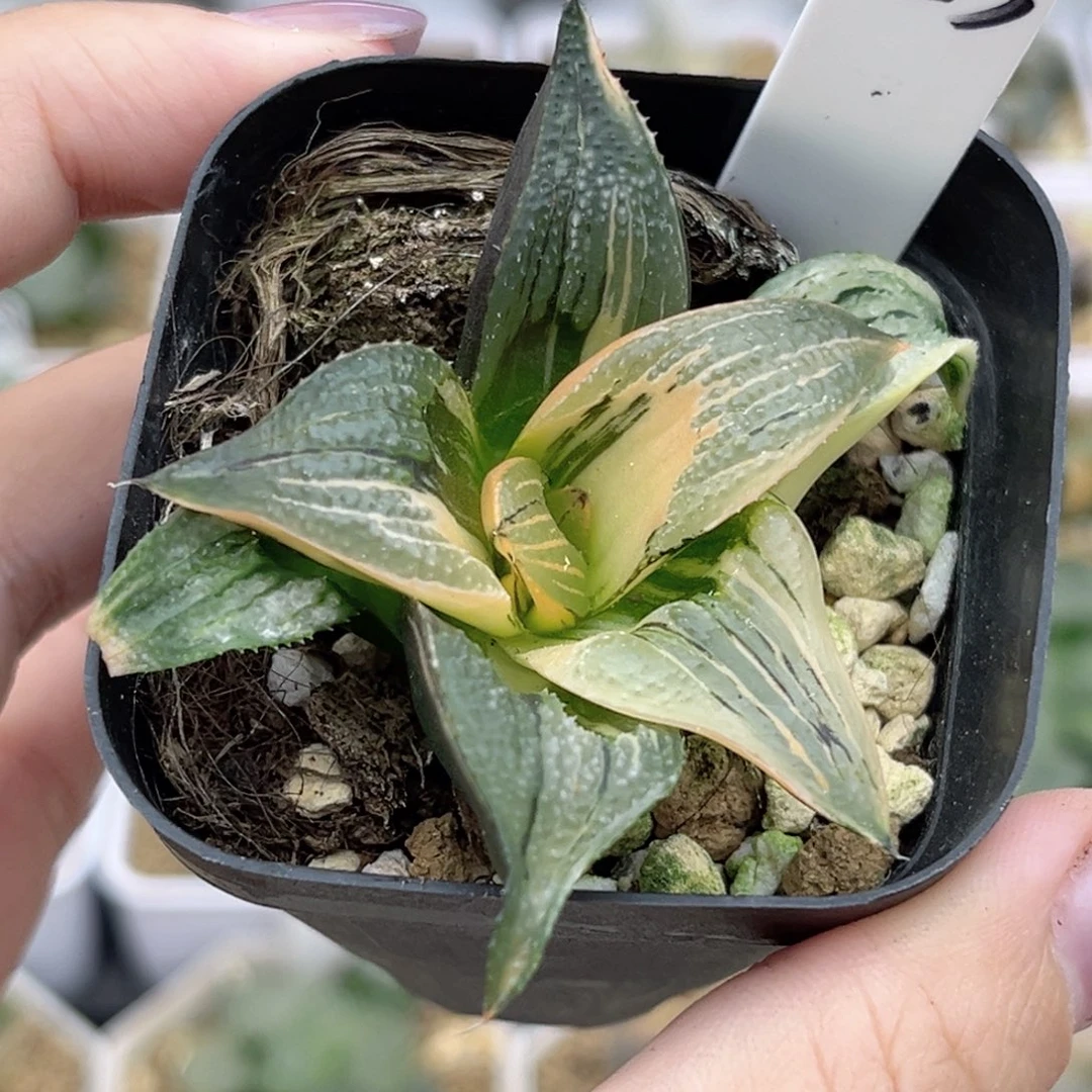 53茜云芭提雅锦福利专场