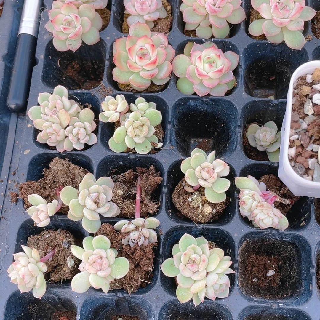 彩白恋穴一个满25包邮