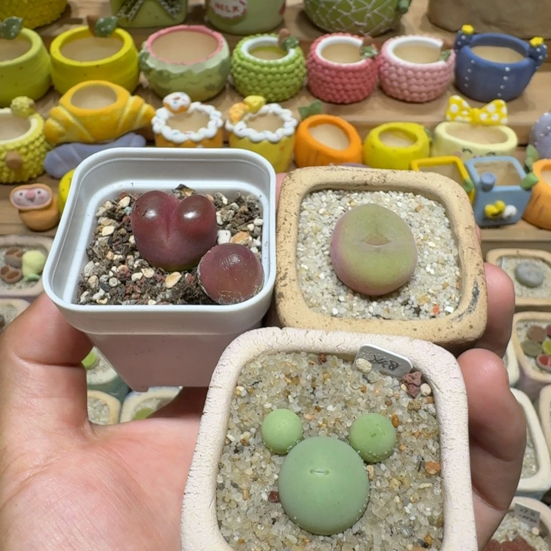 M***a蘑菇212花花花花花不要盆