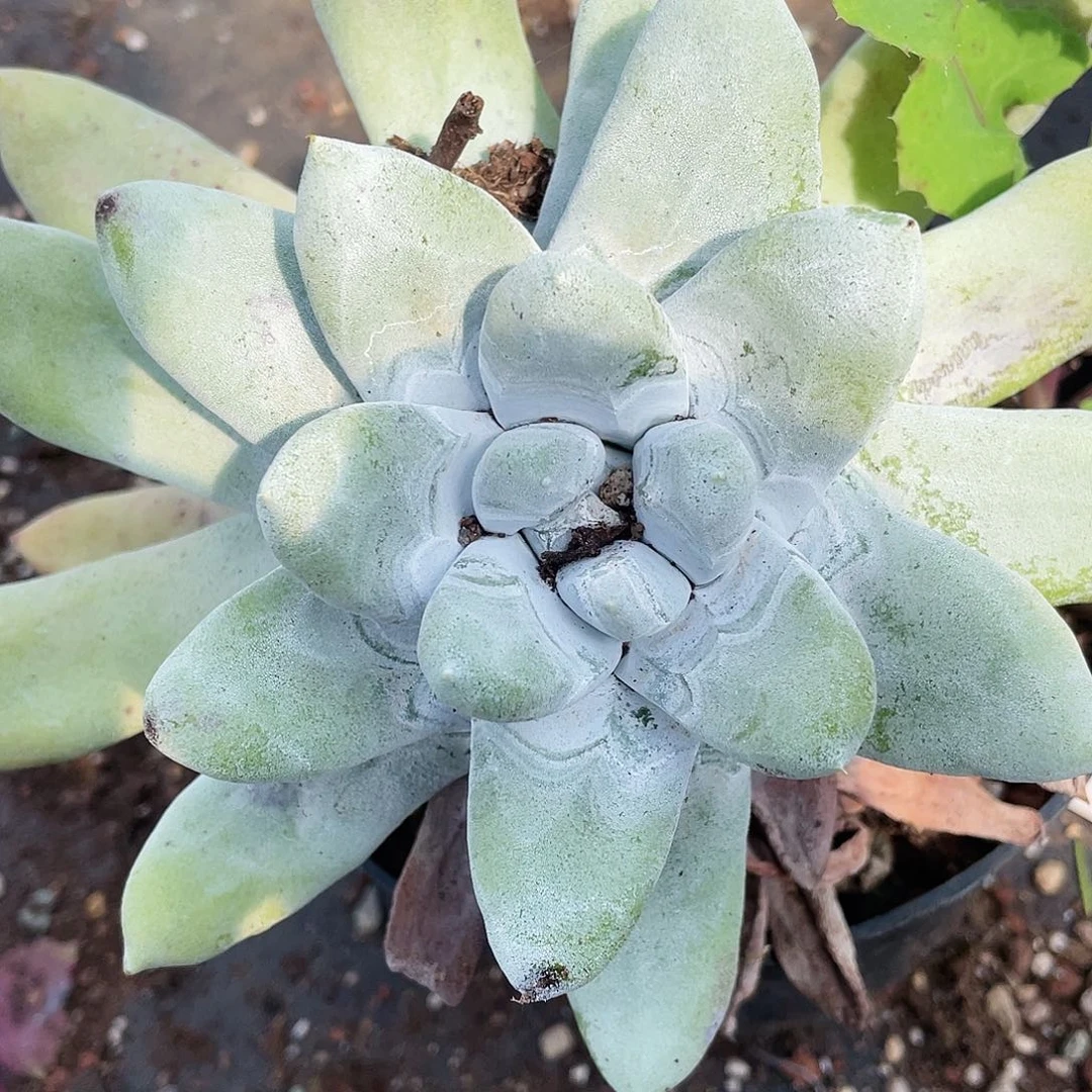 拇指老庄花朵脸量拍