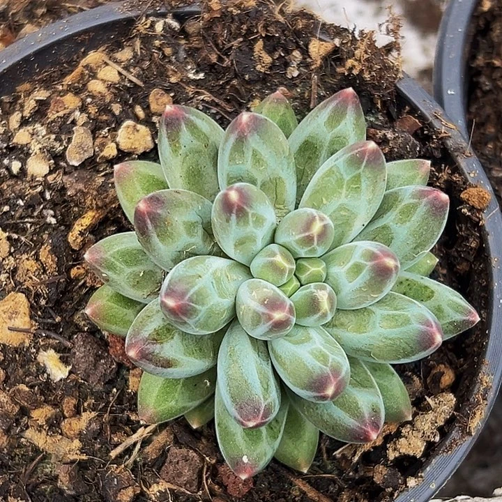 美人系列多肉植物一物一拍