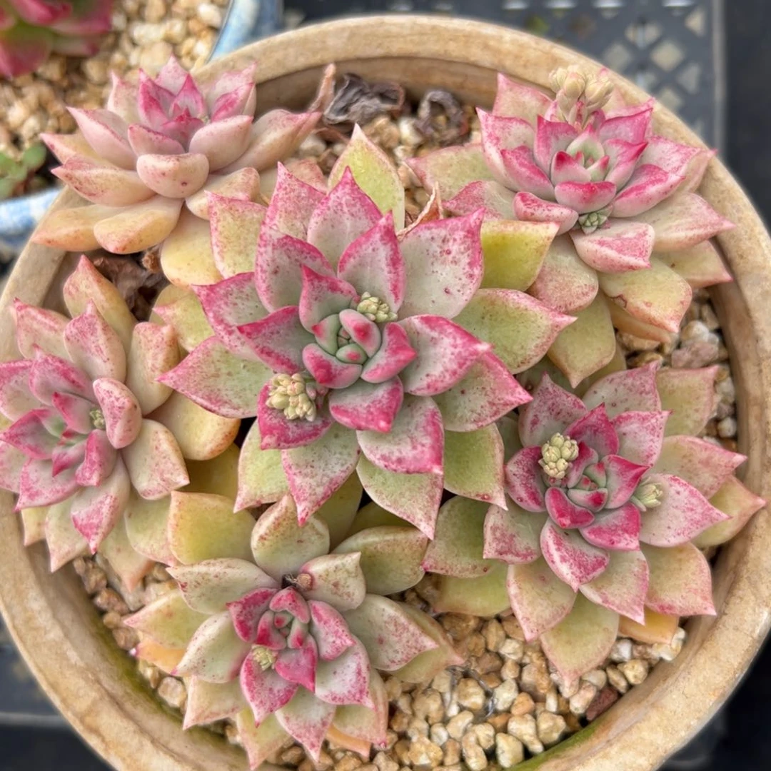 血斑璀璨精控多肉一物一拍