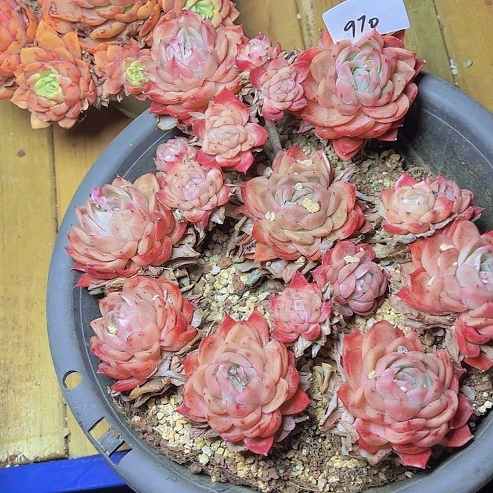 菲*970//////////////