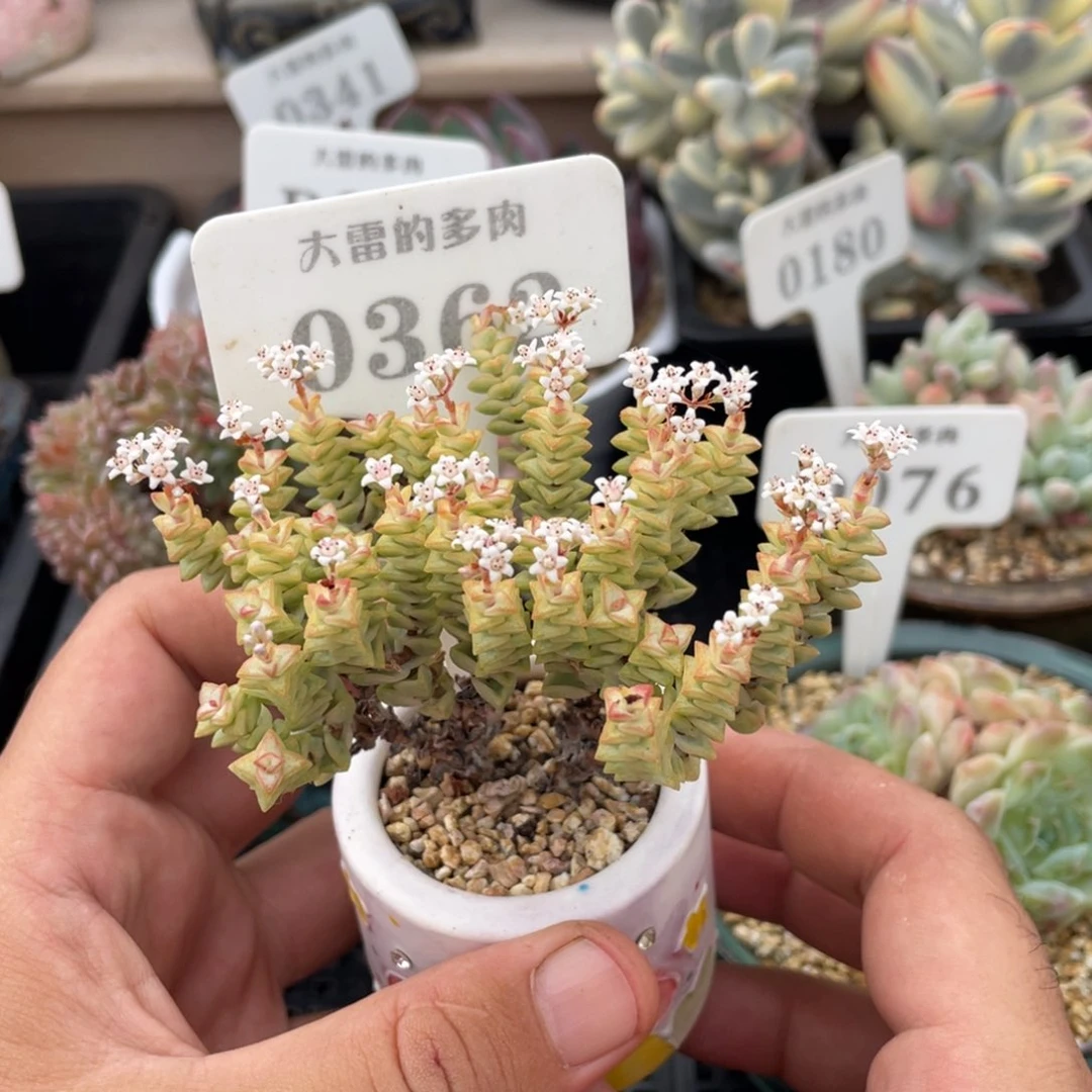0362彩色蜡笔不带盆8厘米