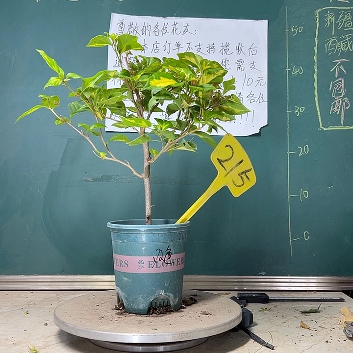 当前无花栽培后可以开花 金心双色  215