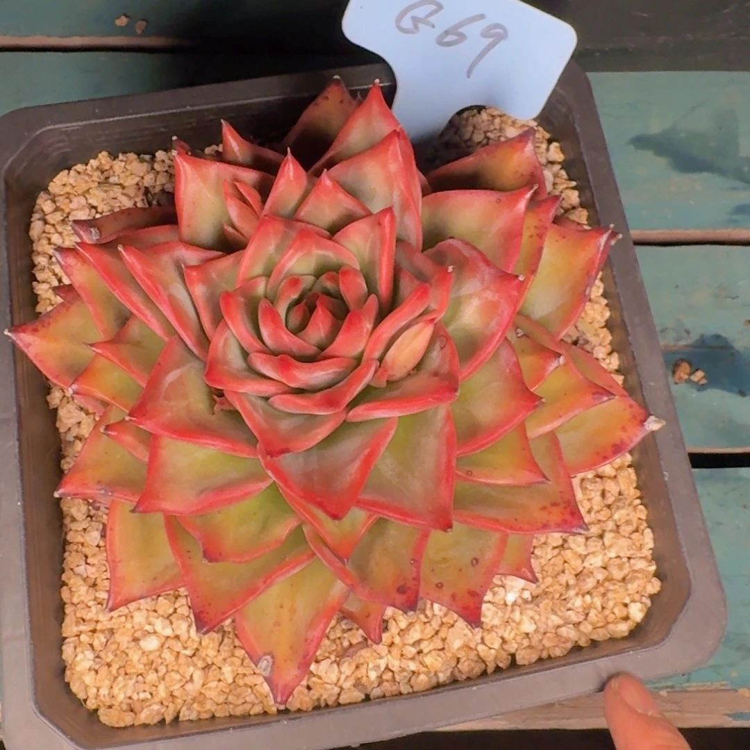 淡***然多肉植物的生长发育与