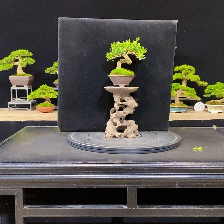 无花朵黄杨盆景四季常青不落叶