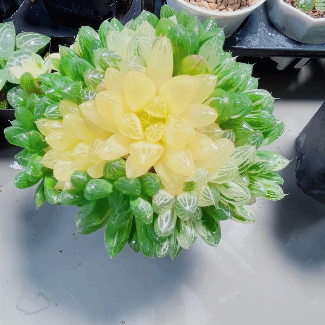 苏州玉露锦种好多肉植物