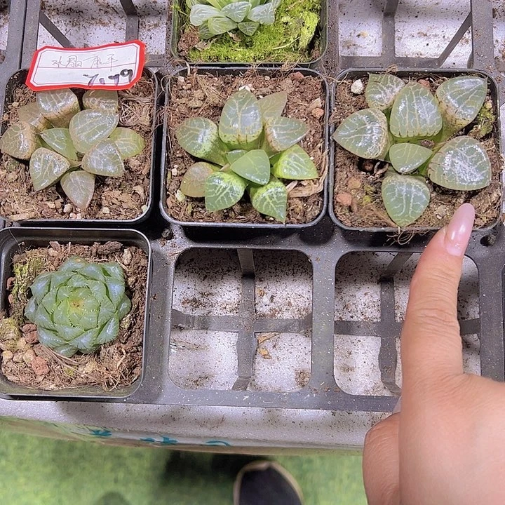 水晶康平19包邮多肉
