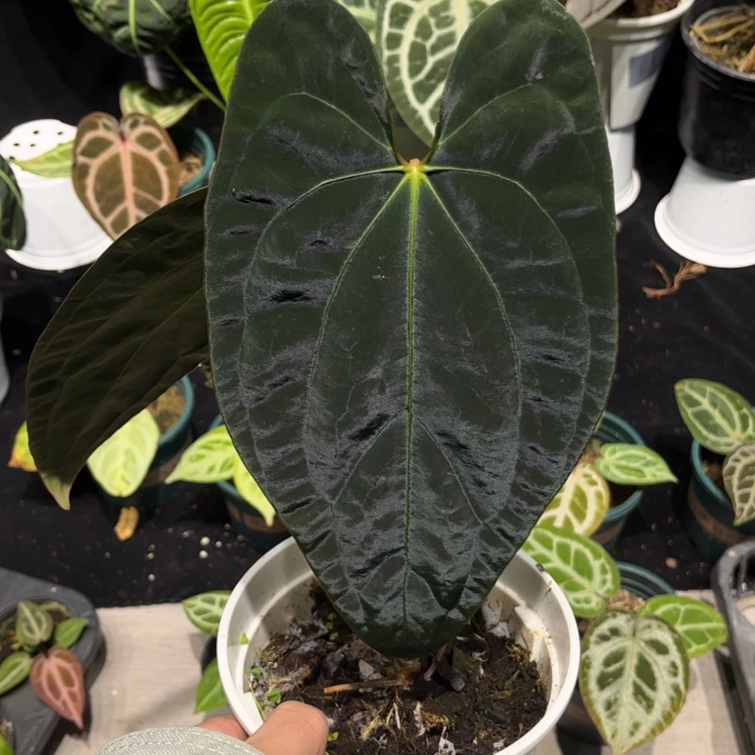 不开花植物加通湖papi
