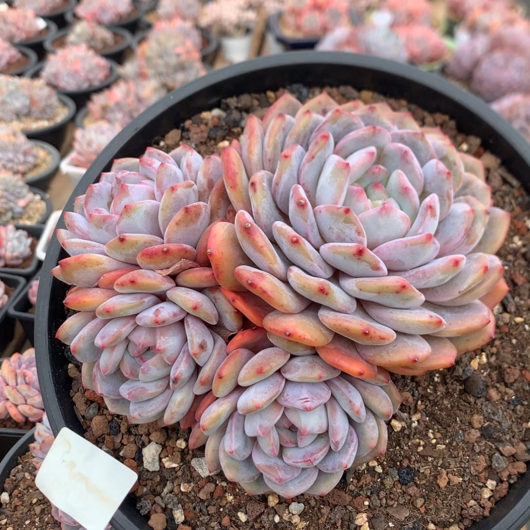 18厘米四头韩橙 老桩 5659